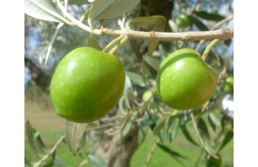 Olive Cerasuola (sicilienne)