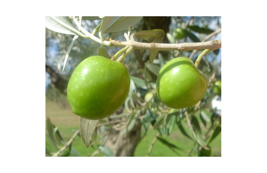 Cerasuola olive (Sicilian)