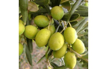 Biancolilla Olive (Sicilian)