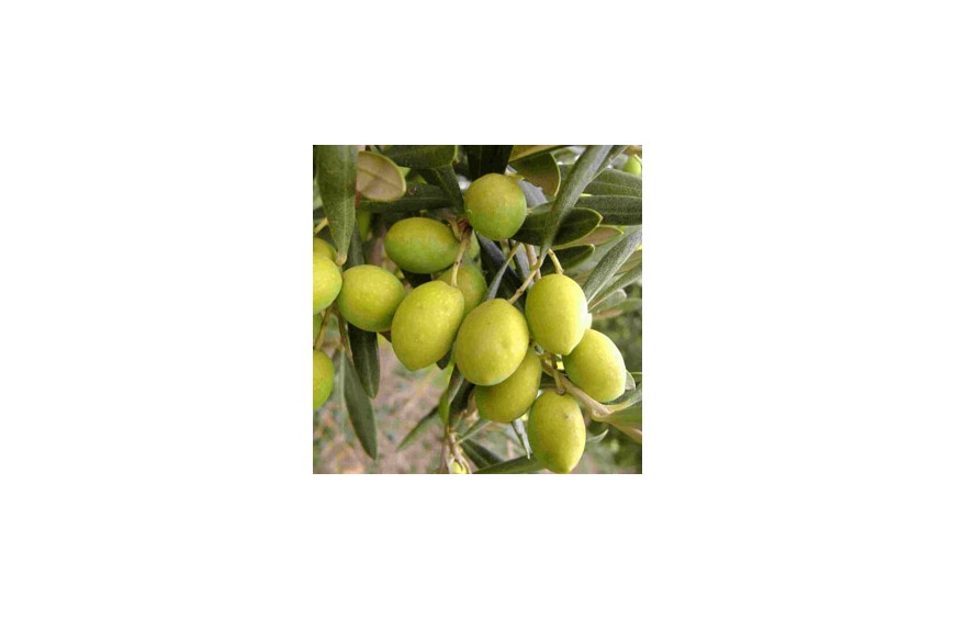 Biancolilla Olive (Sicilian)