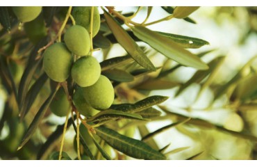 Nocellara del Belice olive (sicilienne)